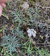 Lomatium geyeri