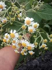 Podachaenium eminens