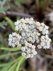 Lomatium geyeri