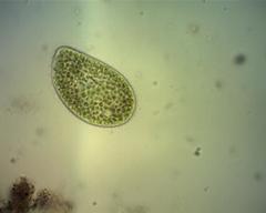 Paramecium bursaria