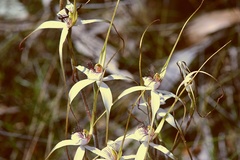 Caladenia longicauda eminens