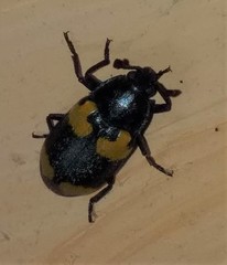 Episcapha quadrimacula