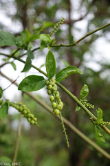 Deeringia densiflora