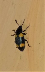 Episcapha quadrimacula