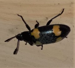 Episcapha quadrimacula