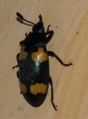 Episcapha quadrimacula