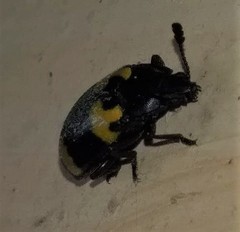 Episcapha quadrimacula