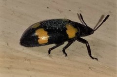 Episcapha quadrimacula