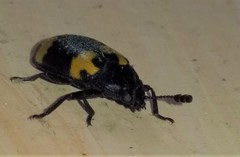 Episcapha quadrimacula