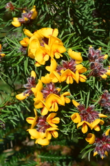 Pultenaea mollis