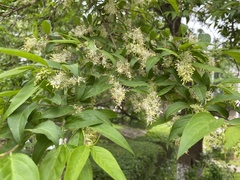 Fontanesia phillyreoides