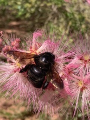 Xylocopa sonorina