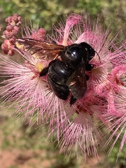 Xylocopa sonorina