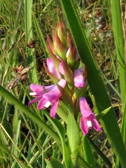 Disa stachyoides image