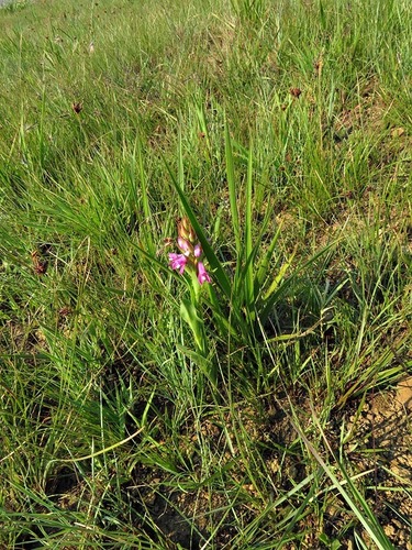 Disa stachyoides image