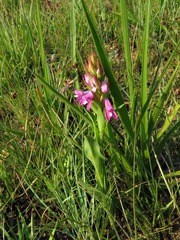 Disa stachyoides image