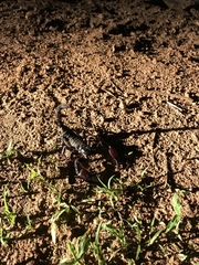 Pandipalpus viatoris