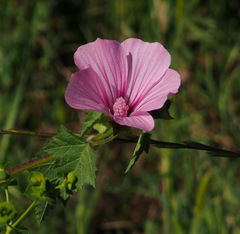 Malva trimestris