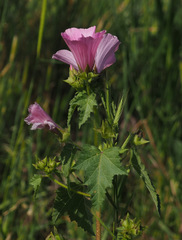 Malva trimestris
