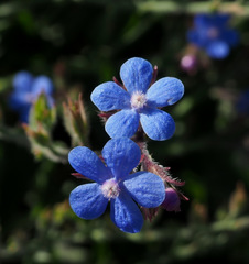 Anchusa azurea