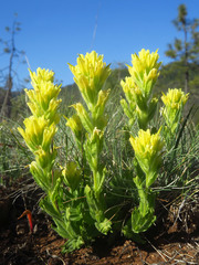 Castilleja brevilobata