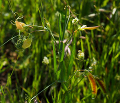 Lathyrus annuus