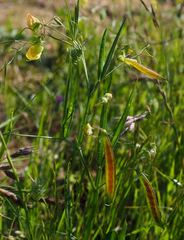 Lathyrus annuus