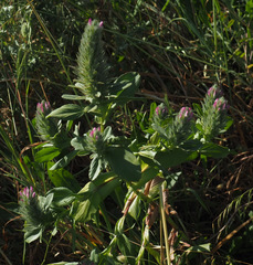 Ononis alopecuroides