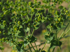 Euphorbia arguta