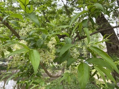 Fontanesia phillyreoides
