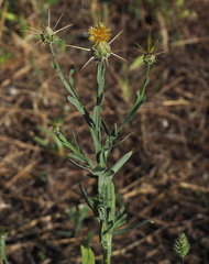 Centaurea verutum