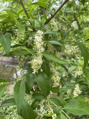 Fontanesia phillyreoides