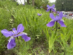 Iris tectorum