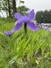 Iris tectorum
