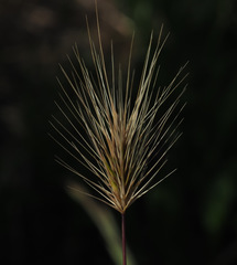 Hordeum geniculatum