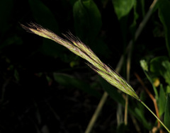 Bromus alopecuros