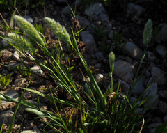 Polypogon monspeliensis