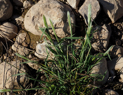 Polypogon monspeliensis