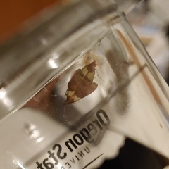 Plodia interpunctella