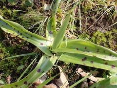 Orchis mascula
