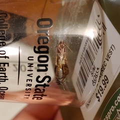 Plodia interpunctella