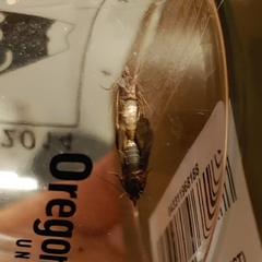 Plodia interpunctella