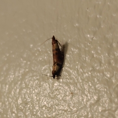 Plodia interpunctella