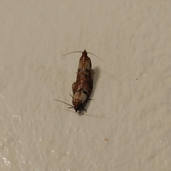 Plodia interpunctella