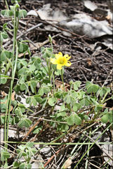 Oxalis radicosa