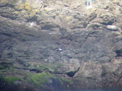 Haematopus ostralegus