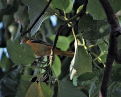Icterus galbula