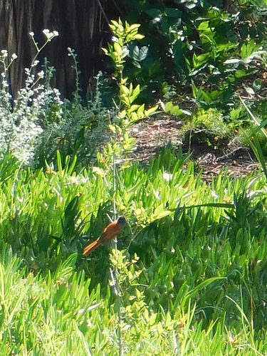 Terpsiphone viridis