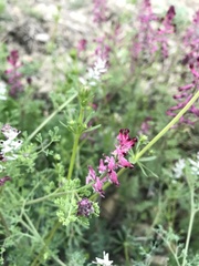 Fumaria officinalis