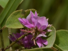 Indigofera saxicola